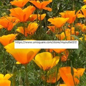 California Poppy - Flower Seeds - BOGO